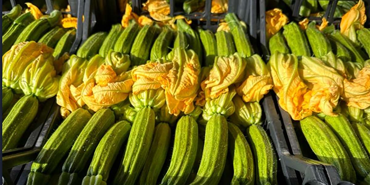 Zucchina, i prezzi corrono: con il fiore anche 4,50 euro al chilo
